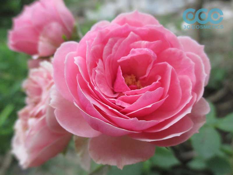 Công dụng của chiết xuất hoa hồng trong làm đẹp