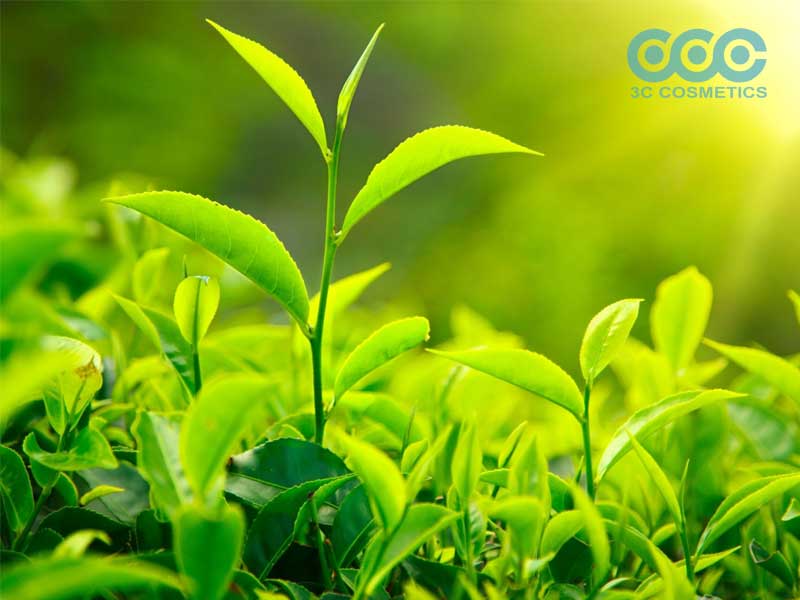 Chiết xuất trà xanh (Green Tea Extract)