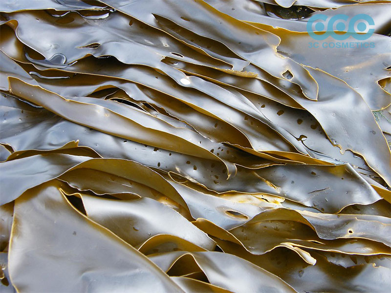 Phục hồi bề mặt làn da bởi chiết xuất tảo